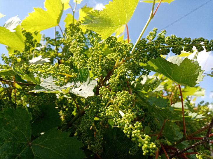 Какой уход нужен винограду в августе: секреты богатого урожая: новости,виноград, уход, урожай, ягоды, сад и огород