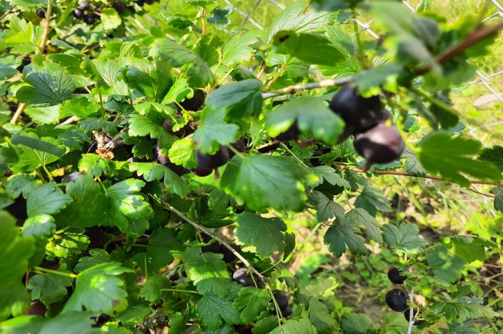 Что нужно сделать со смородиной сейчас, чтобы в следующем году было много крупных ягод смородина