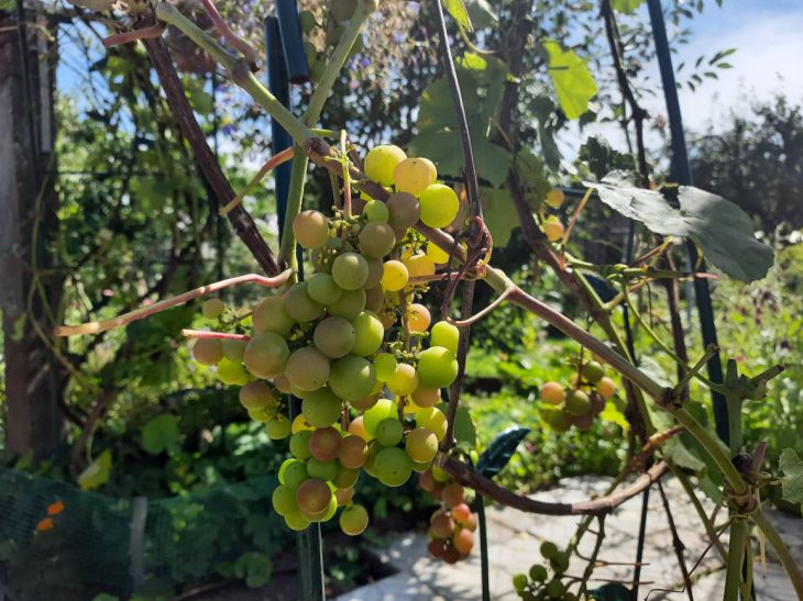 Как обработать виноград осенью, чтобы защитить его от болезней и вредителей:деревенская хитрость: новости, огород, виноград, советы, болезни, вредители,сад и огород