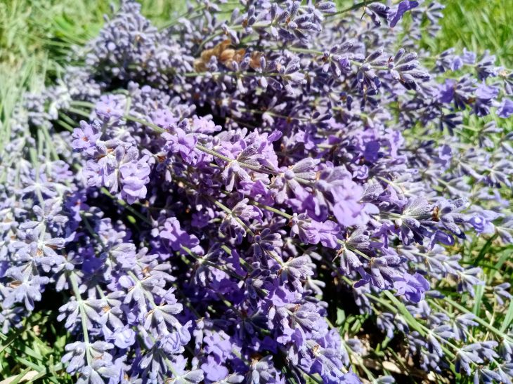 Какие растения украсят интерьер и улучшат качество сна: эксперты назвали лучшие варианты лаванда