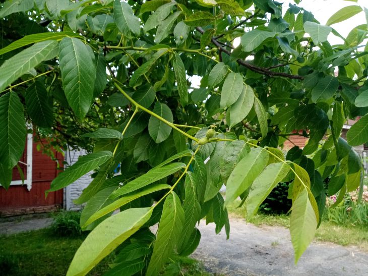 Что делать с листьями грецкого ореха осенью: неочевидные ошибки садоводов