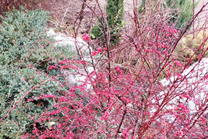 Куда девать барбарис, выращенный на собственном участке: применение найдется для всех частей растения Барбарис