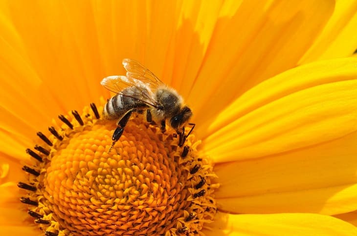 Цветок, пчела