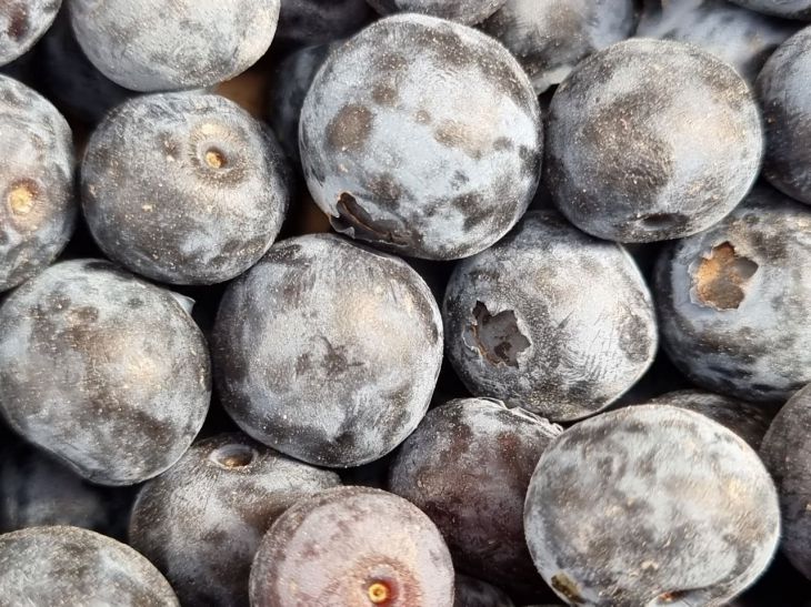 Диетолог перечислила ягоды, которые улучшают обмен веществ и защищают от рака Голубика, ягоды