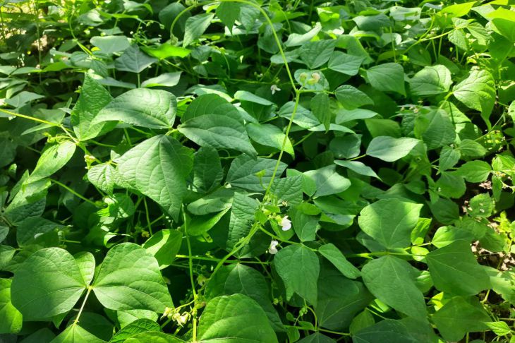 Пора забыть о горчице: вот сидерат, который повышает урожайность томатов и огурцов, борется с болезнями и улучшает почву Горох