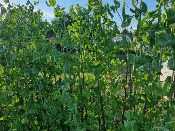 Что посадить в огороде до 15 сентября: эти 3 скороспелые культуры можно продолжать сеять на грядке горох