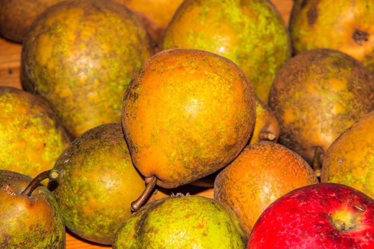 Как сохранить груши свежими до весны: секреты хранения от профессионалов груши