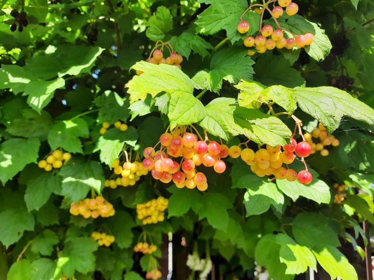 Плюсы осеннего пересаживания калины: основные нюансы процедуры Калина