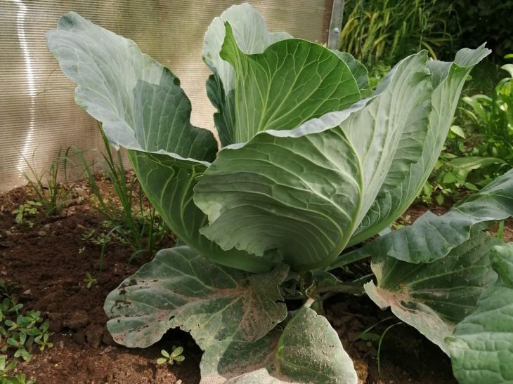 Рассказываем, что можно сделать, если надоели улитки и слизни на капусте Капуста