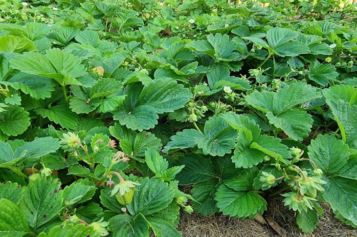 Что нужно знать, если вы собрались подкормить клубнику навозом: не допустите этих ошибок Клубника