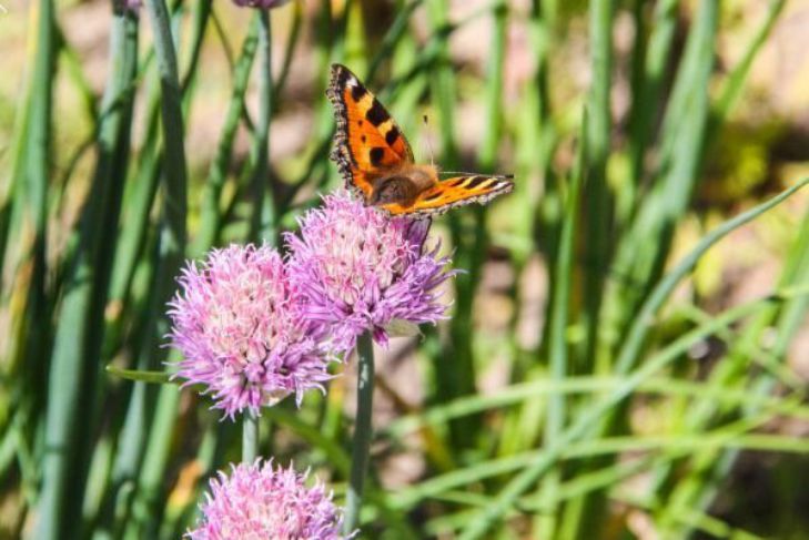 22 августа: что надо делать, чтобы привлечь удачу Природа