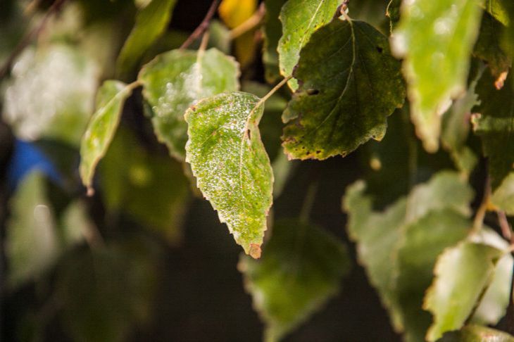 Убирать или оставить опавшие с деревьев листья? Так поступают профессиональные фермеры Листья