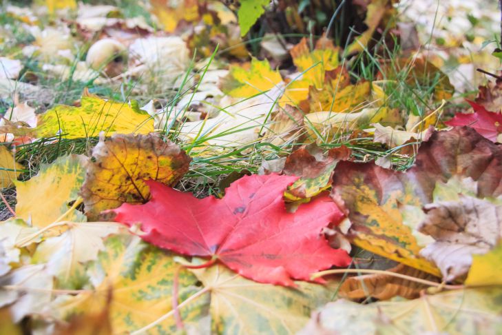 Чем можно мульчировать огород осенью: 5 вариантов, которые можно смело применять листья