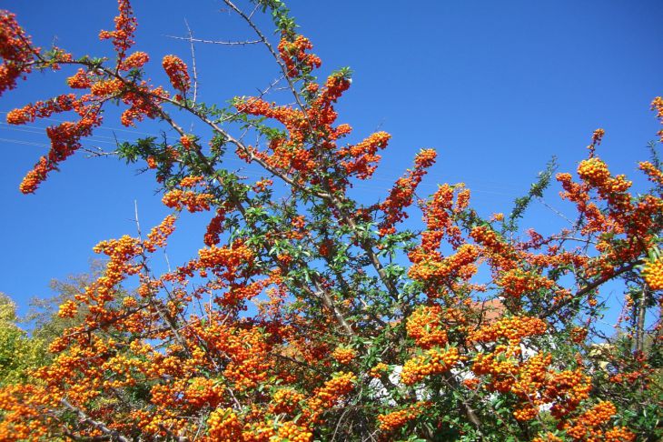 Что обязательно нужно сделать с облепихой осенью и от чего стоит отказаться, чтобы не остаться без ягод Облепиха