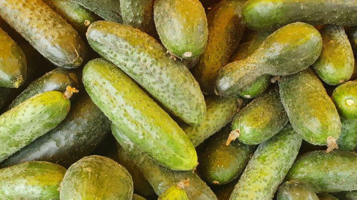 Как продлить плодоношение и получить урожай сладких огурцов: в конце лета культуру надо полить этим «эликсиром» огурцы