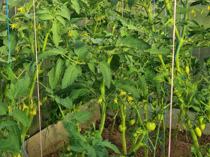 Почему при борьбе с фитофторозом на томатах дачники допускают эти 3 ошибки при использовании фитоспорина и триходермина Помидоры