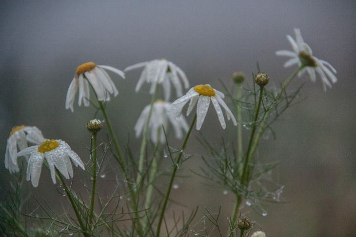 Народные приметы на 10 августа: что означает, если сегодня идет дождь цветы