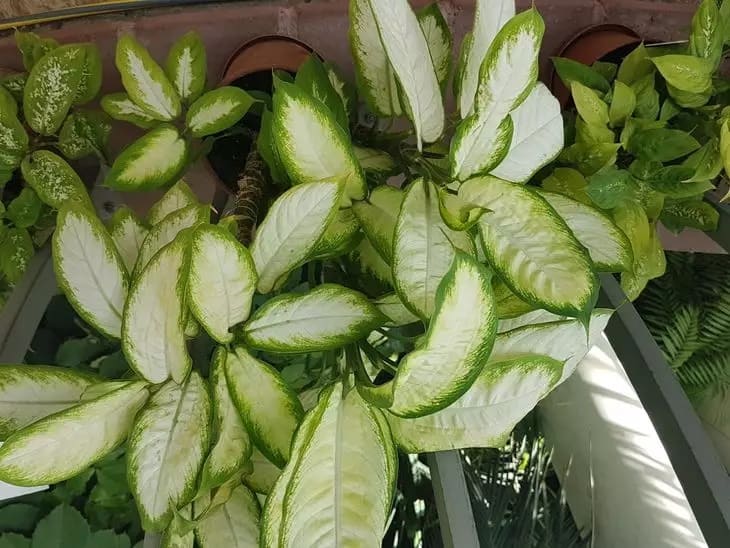 Как поливать комнатные растения чайной заваркой: секретный рецепт Растения