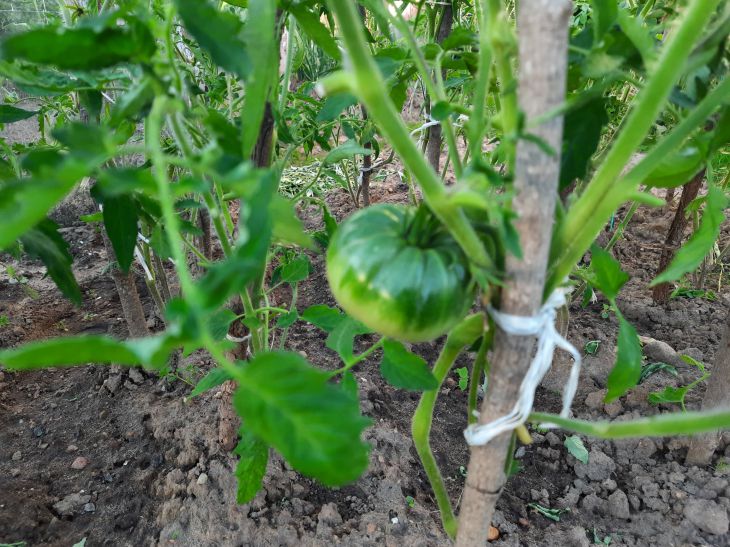 Как направить силы томатов на плодоношение: чем меньше зелени, тем больше урожай Томаты