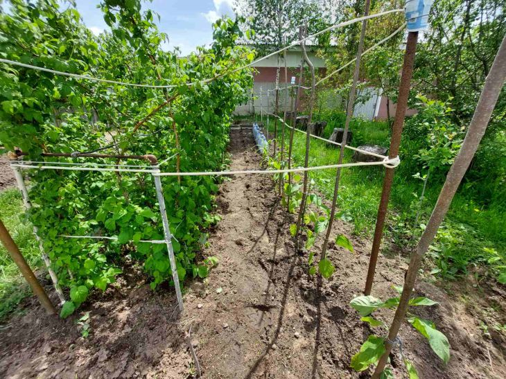 Посадка саженцев осенью: 3 малоизвестных совета Растения