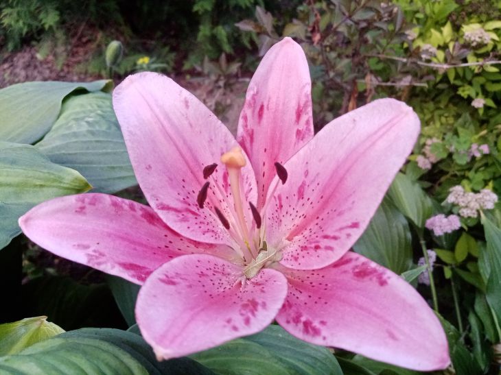 Как удачно пересадить лилии осенью: секреты дачников лилия