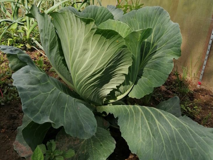 Календарь дачника: 15 самых важных дел в сентябре капуста