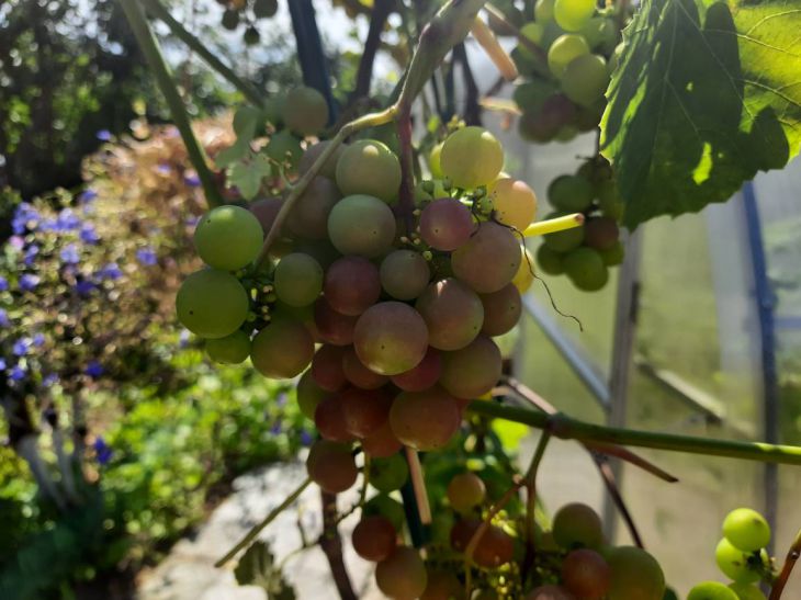 Уход за виноградом в сентябре: 4 важных дела, которые нужно сделать дотого, как вы соберете урожай: новости, виноград, уход, урожай, ягоды, сад иогород