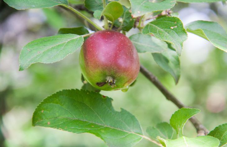  защитить плодовые деревья от болезней с помощью железного купороса .