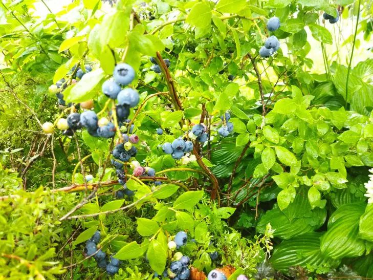 Чем подкормить голубику в сентябре, чтобы ягода хорошо вызрела: дачныехитрости: новости, растения, ягоды, урожай, почва, подкормка, сад и огород