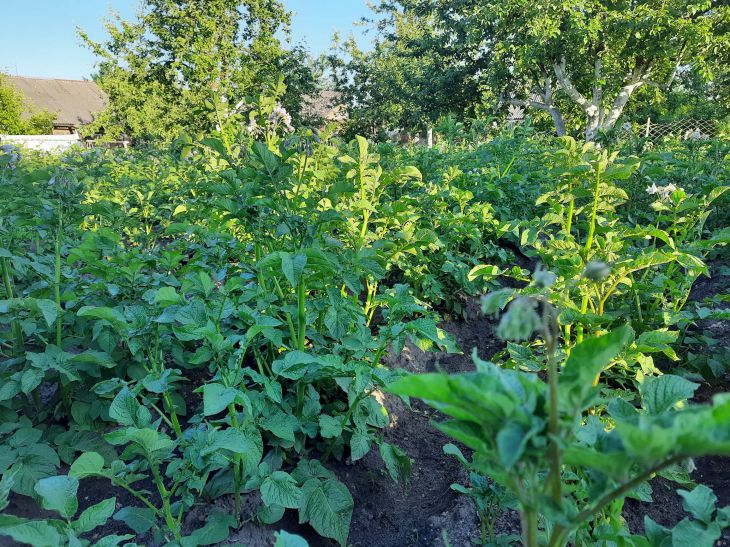 Ботва картофеля и томатов: где ее используют опытные огородники