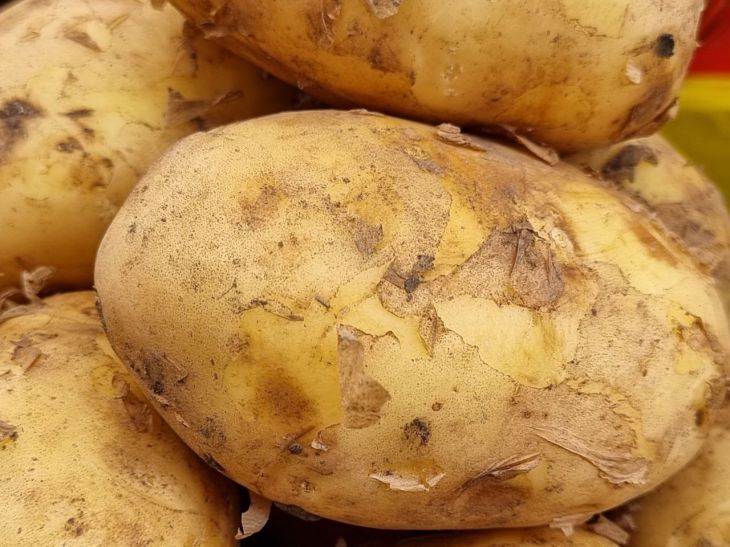 как использовать картофельные очистки в качестве удобрения на огороде