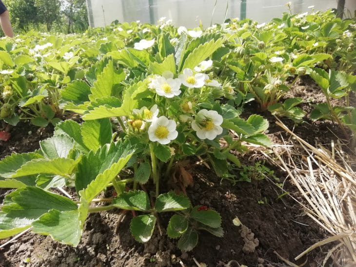 Чем подкармливать клубнику в сентябре, чтобы ягоды собирать ведрами. И чем нельзя подкармливать, чтобы не снижать зимостойкость Клубника