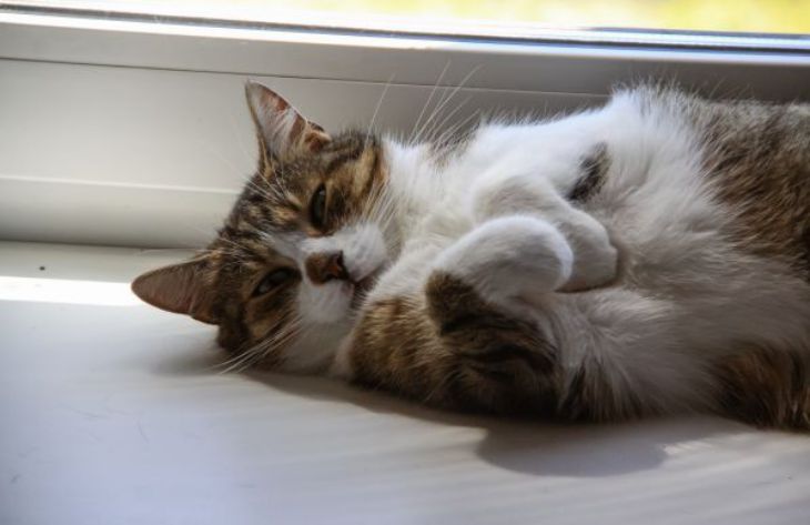 Почему кошка стала игнорировать лоток: эксперты назвали основные причины кошка