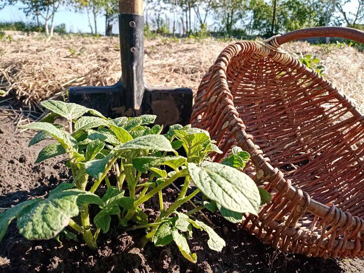 5 дел, которые нужно сделать на участке осенью Корзинка и лопата