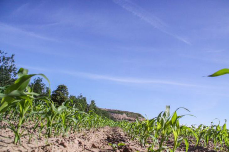 7 секретов подзимого посева: ошибки, из-за которых можно лишиться урожая Огород