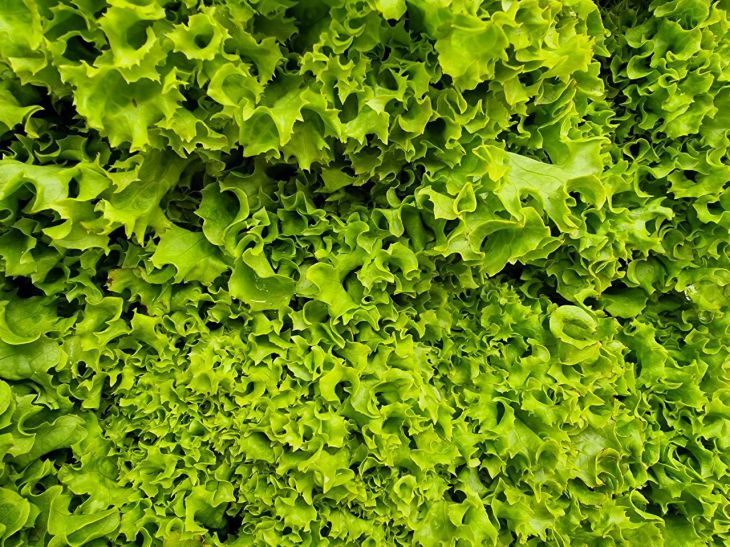 Что посеять в сентябре: даже в первый месяц осени не оставляйте грядки пустовать Салат