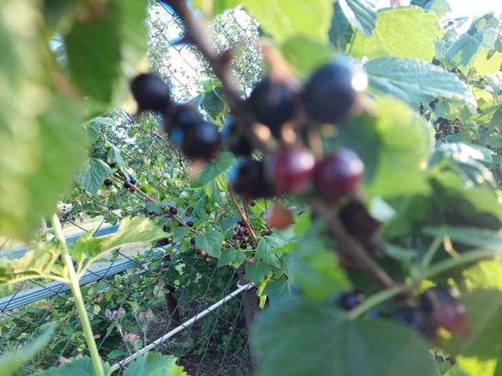 Чем больше веток – тем меньше ягод: что еще нужно знать об уходе за смородиной осенью Смородина