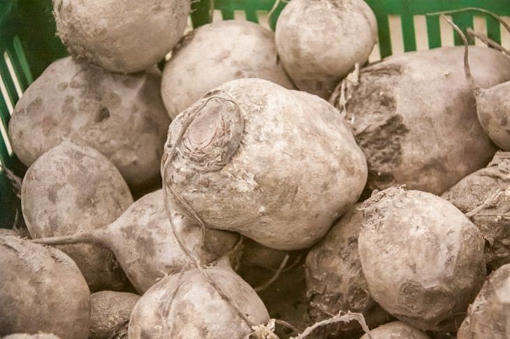 Как понять, что пора убирать свеклу: простой способ Свекла