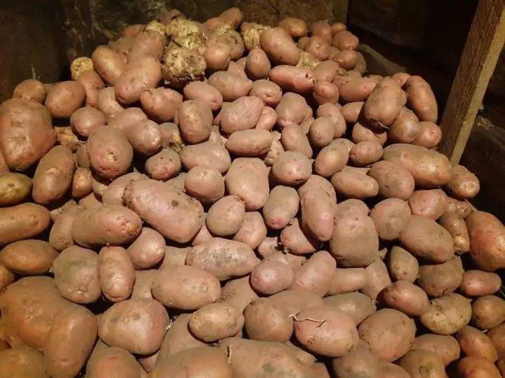 Растет ли картошка в сентябре?