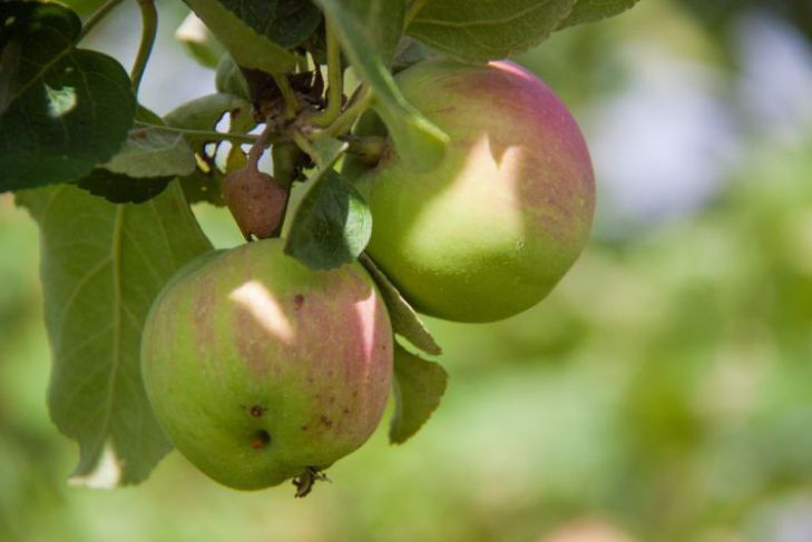 Как бороться с паршой на яблонях и грушах: 5 проверенных способов: новости,яблоня, груша, заболевание, борьба, средства, сад и огород