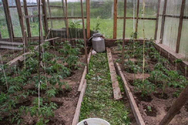 Какие сорта томатов и огурцов стоит посадить на следующий год