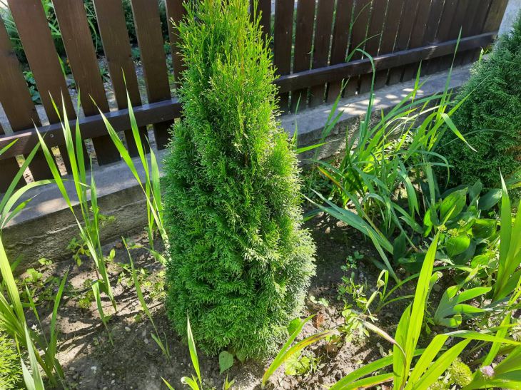 Какая энергетика у туи и можно ли сажать ее рядом с домом Туя