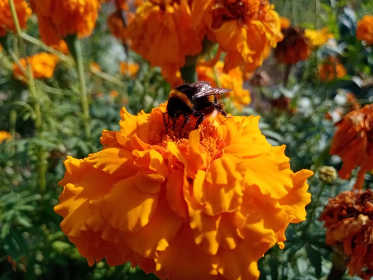 5 декоративных растений, цветущих до глубокой осени Цветок и шмель