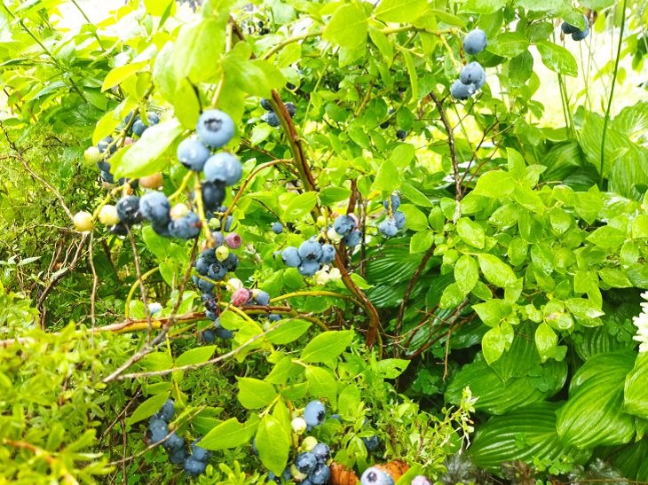 Голубика на подоконнике: как выращивать ягоды круглый год : новости,голубика, выращивание, ягоды, урожай, сад и огород