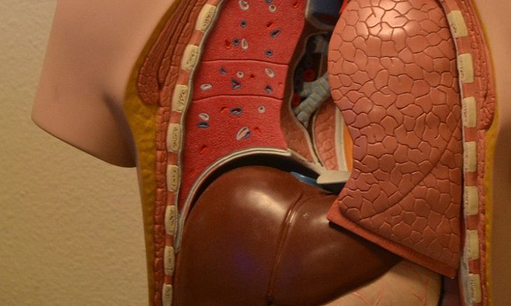 «Коварный» орган: гастроэнтеролог назвала признаки поражения печени Макет органов