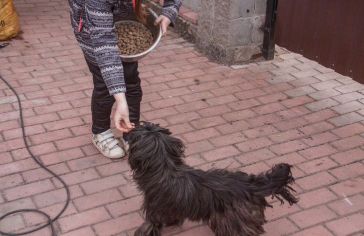 Можно ли гладить собаку по голове: правильный ответ знают не все собака