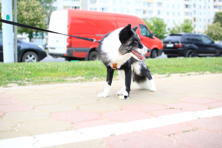 Каким людям не стоит заводить собаку: мнение экспертов собака