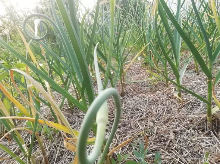 Чеснок вырастет размером с яблоко: 3 совета, если хотите получить быстрый результат чеснок