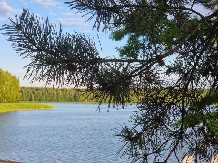 Популярный дачный лайфхак с сосновыми иголками: узнайте, что делать, и пробуйте хвоя