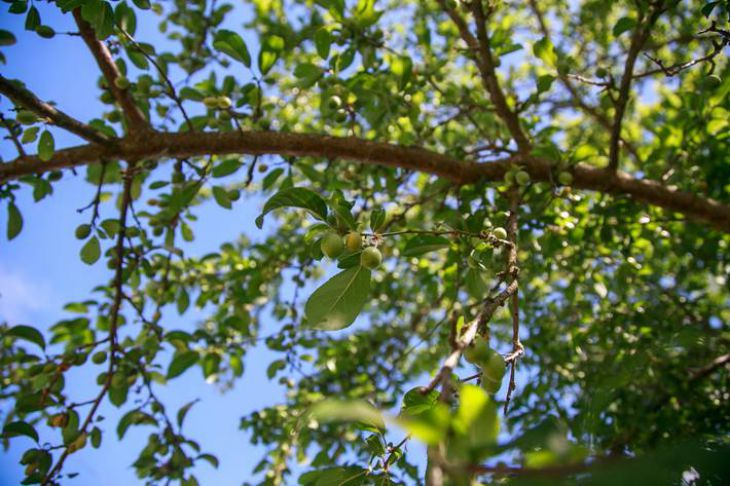 5 «опасных» деревьев на участке, которые могут лишить хорошего урожая: что нельзя высаживать Дерево